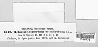 Image of Helminthosporium cylindricum